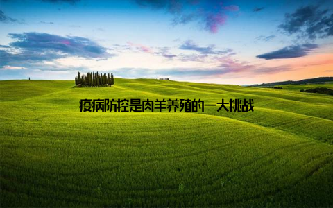 疫病防控是肉羊养殖的一大挑战