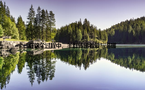 在这个过程中, 羊群传递着爱与温暖