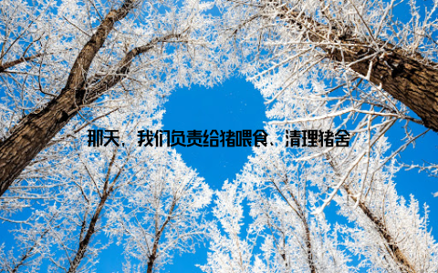 那天, 我们负责给猪喂食、清理猪舍