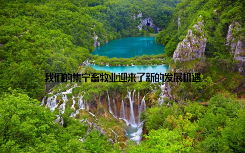 我们的集宁畜牧业迎来了新的发展机遇