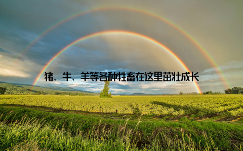 猪、牛、羊等各种牲畜在这里茁壮成长