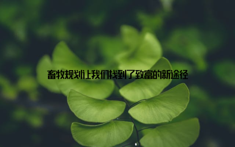 畜牧规划让我们找到了致富的新途径
