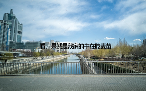 一看, 果然是我家的牛在吃麦苗