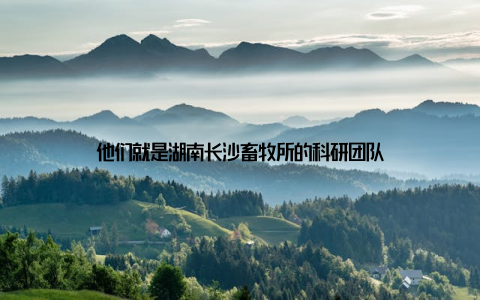 他们就是湖南长沙畜牧所的科研团队